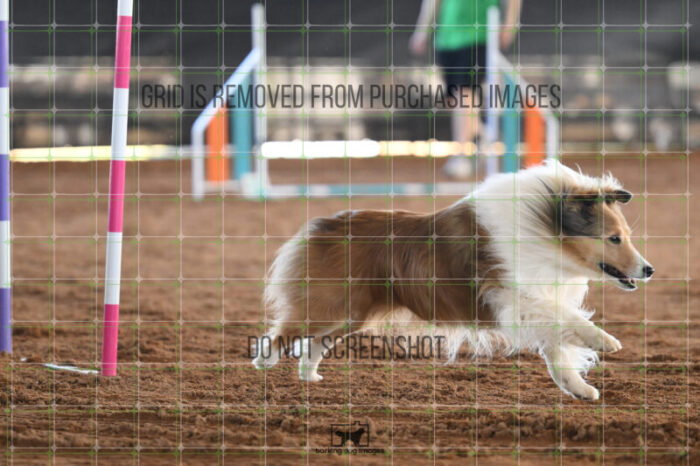 Daisy_Evans_Saturday_WTAJumping_152_2_AS_2534