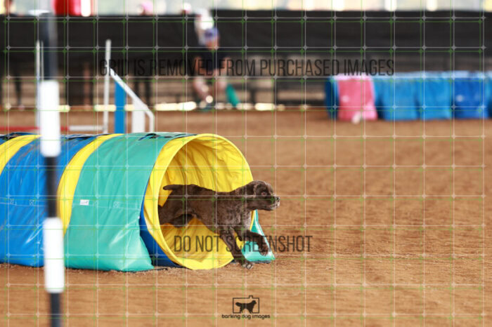 Daisy_Panzeri_Friday_MastersJumpingFinal_193_JC_2657