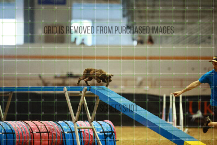 Daisy_Panzeri_Saturday_BiathlonAgilityFinals_129_KO_6921