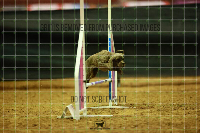 Daisy_Panzeri_Thursday_Masters_Agility_Heat_144_VW_2279