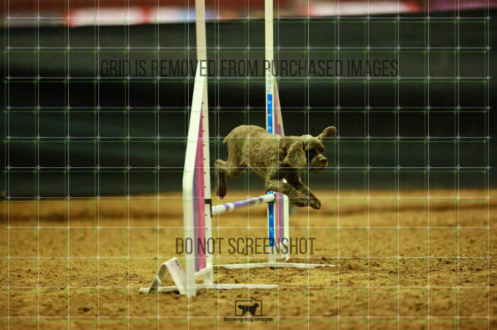 Daisy_Panzeri_Thursday_Masters_Agility_Heat_144_VW_2280