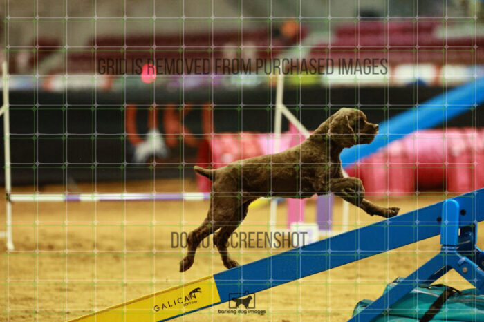Daisy_Panzeri_Thursday_Masters_Agility_Heat_144_VW_2285