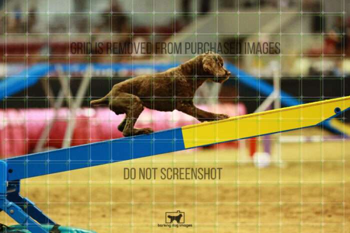 Daisy_Panzeri_Thursday_Masters_Agility_Heat_144_VW_2289