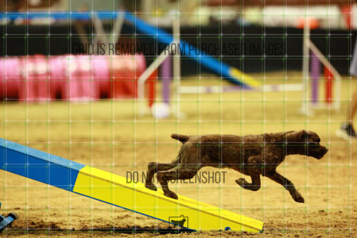 Daisy_Panzeri_Thursday_Masters_Agility_Heat_144_VW_2297