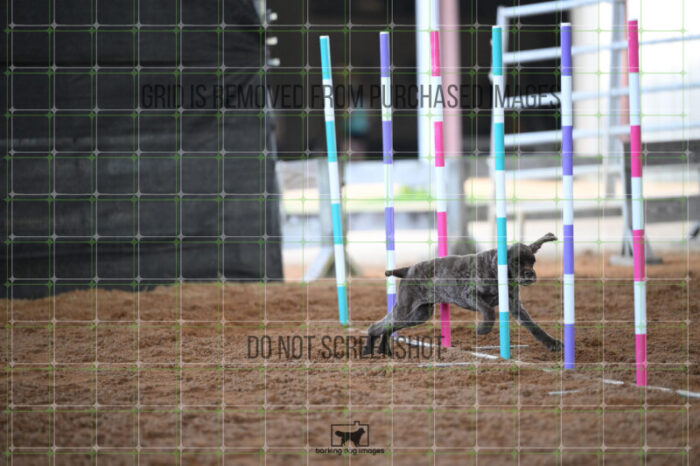 Daisy_Panzeri_Thursday_Masters_Jumping_Heat_126_AS_1247