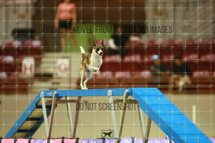 Alfredo_Grunhovd_Round_1_Agility_155_KO_7231
