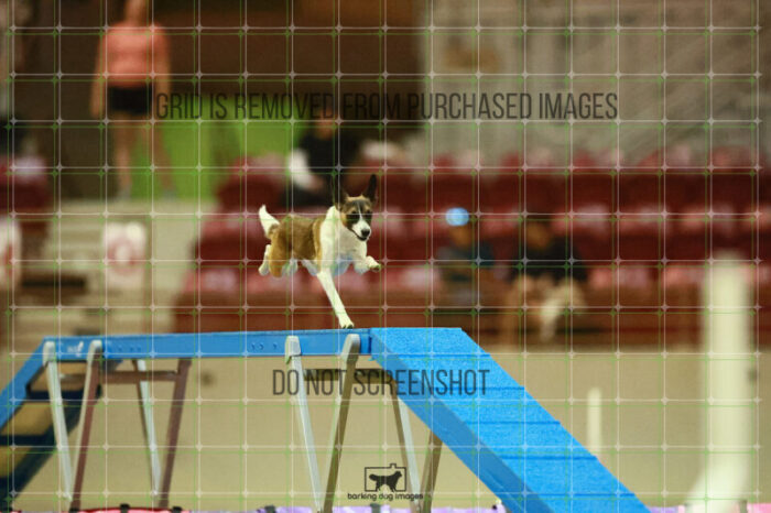 Alfredo_Grunhovd_Round_1_Agility_155_KO_7233