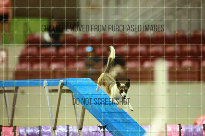 Alfredo_Grunhovd_Round_1_Agility_155_KO_7235