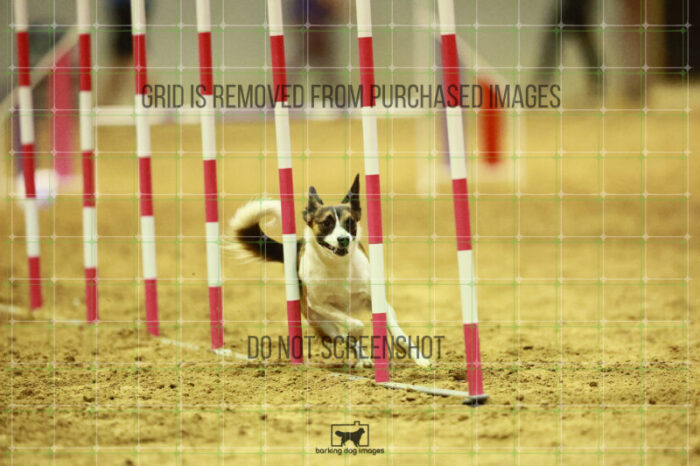 Alfredo_Grunhovd_Round_1_Agility_155_KO_7247