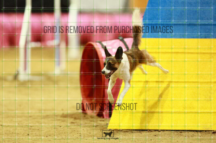 Alfredo_Grunhovd_Saturday_OpenAgility_195_KO_4721