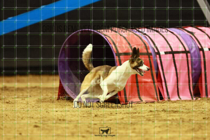 Alfredo_Grunhovd_Saturday_OpenAgility_195_KO_4753