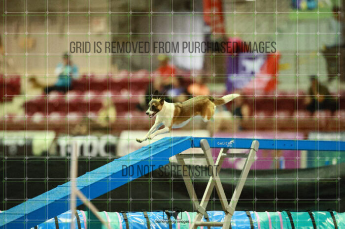 Alfredo_Grunhovd_Thursday_Masters_Agility_Heat_253_SH_6169