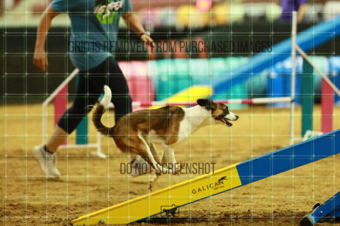 Alfredo_Grunhovd_Thursday_Masters_Agility_Heat_253_SH_6174