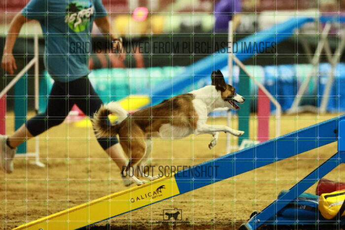 Alfredo_Grunhovd_Thursday_Masters_Agility_Heat_253_SH_6175