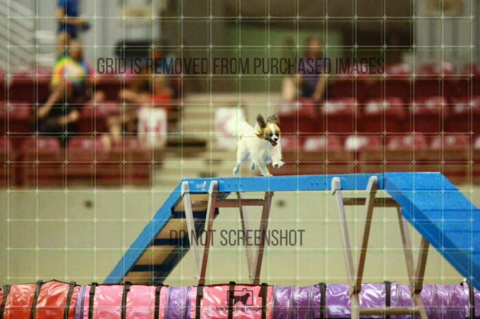 Dash_Mclaughlin_Round_1_Agility_122_KO_6297