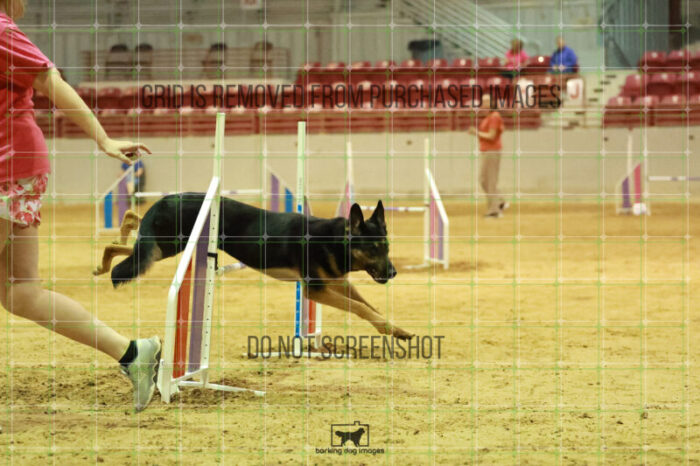 Andarta_Almasy_Wednesday_Speedstakes_Semi_Final_244_RR_5582