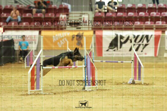 Andarta_Almasy_Wednesday_Speedstakes_Semi_Final_244_RR_5596