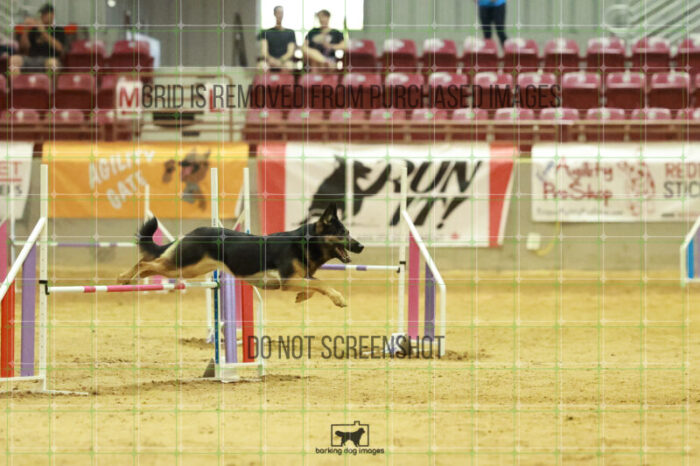 Andarta_Almasy_Wednesday_Speedstakes_Semi_Final_244_RR_5598
