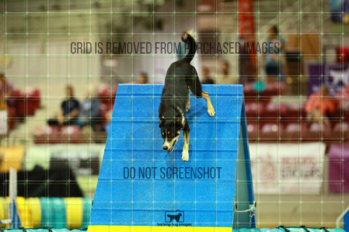 Deets_Jans_Ring_2_Saturday_OpenAgility_184_SH_3346
