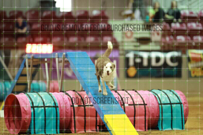 Bizzy_Young_Friday_MastersAgilityFinal_162_RR_6244