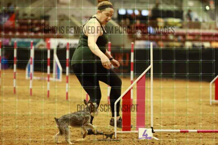 Aurora_Julius_Friday_MastersAgilityFinal_137_VW_2314