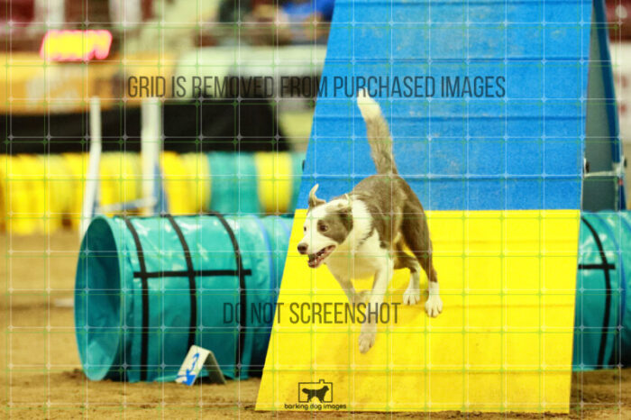 Bizzy_Young_Ring_2_Saturday_OpenAgility_188_SH_3460