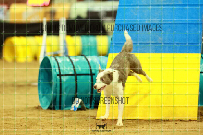 Bizzy_Young_Ring_2_Saturday_OpenAgility_188_SH_3461