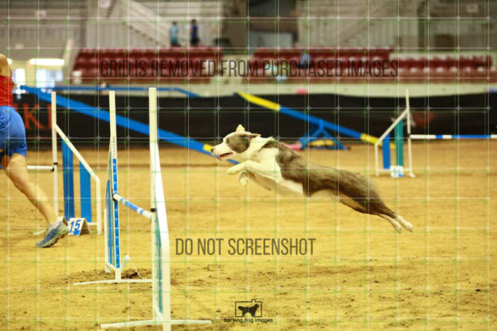 Bizzy_Young_Ring_2_Saturday_OpenAgility_188_SH_3469