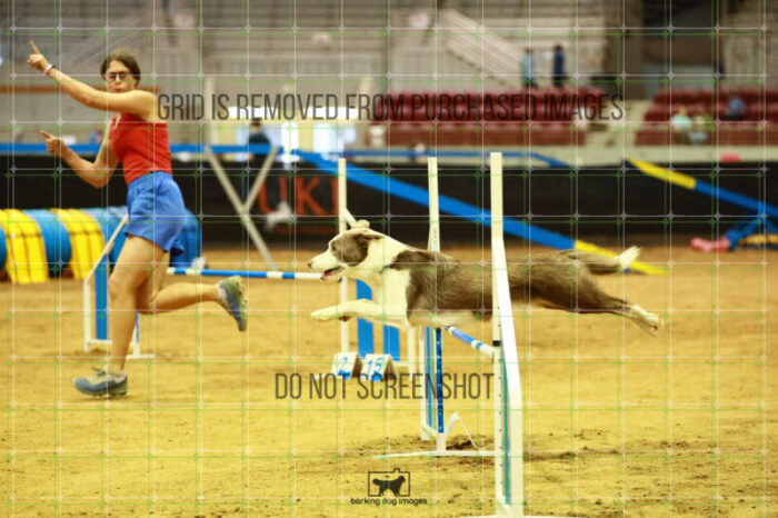 Bizzy_Young_Ring_2_Saturday_OpenAgility_188_SH_3471