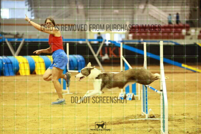 Bizzy_Young_Ring_2_Saturday_OpenAgility_188_SH_3472