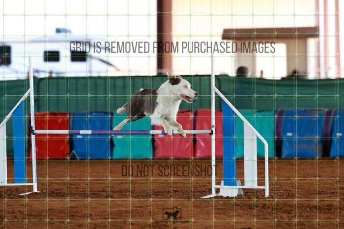 Bizzy_Young_Ring_5_Saturday_WTAJumping_202_JC_3243