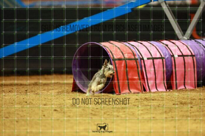 Aurora_Julius_Saturday_OpenAgility_101_VW_0047