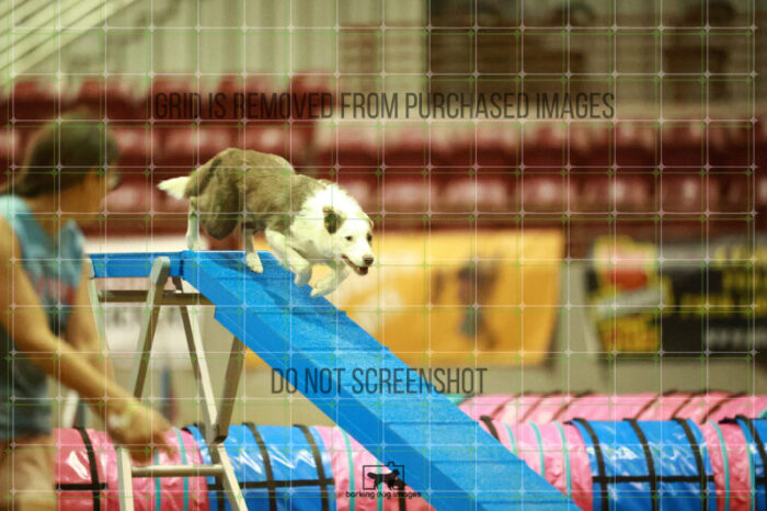 Bizzy_Young_WednesdayNight_Round_1_Agility_165_NH_3295