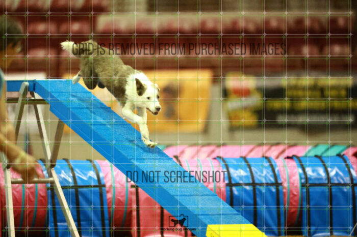 Bizzy_Young_WednesdayNight_Round_1_Agility_165_NH_3296