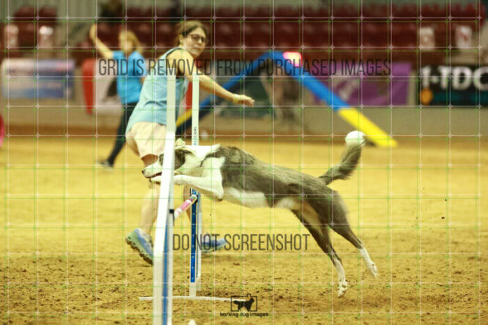 Bizzy_Young_WednesdayNight_Round_1_Agility_165_NH_3303
