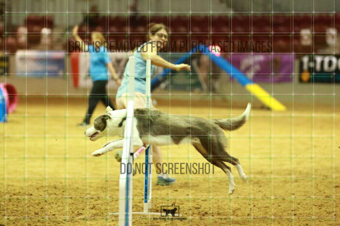 Bizzy_Young_WednesdayNight_Round_1_Agility_165_NH_3304