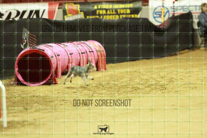 Aurora_Julius_Wednesday_Speedstakes_Semi_Final_100_RR_0021