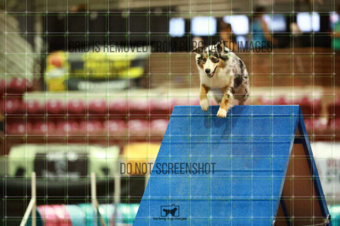 Denali_Linsinbigler_Saturday_OpenAgility_159_NH_1795