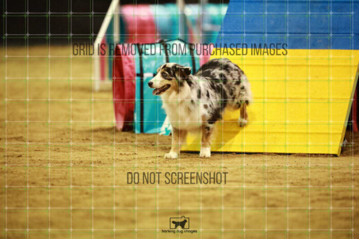 Denali_Linsinbigler_Saturday_OpenAgility_159_NH_1805