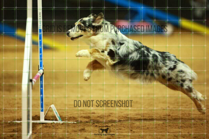 Denali_Linsinbigler_Saturday_OpenAgility_159_NH_1806