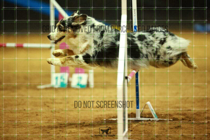 Denali_Linsinbigler_Saturday_OpenAgility_159_NH_1808