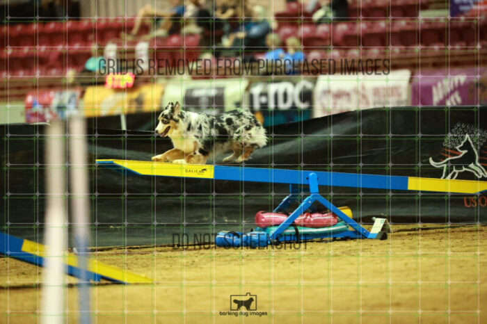 Denali_Linsinbigler_Saturday_OpenAgility_159_NH_1816