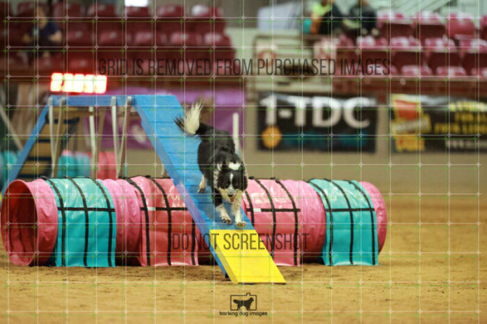 Blaze_Biroc_Friday_MastersAgilityFinal_158_RR_5995