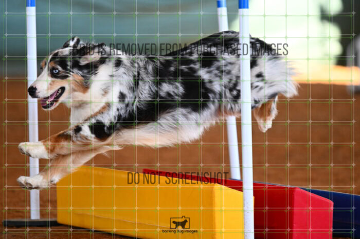 Denali_Linsinbigler_Saturday_WTAJumping_272_KG_8278