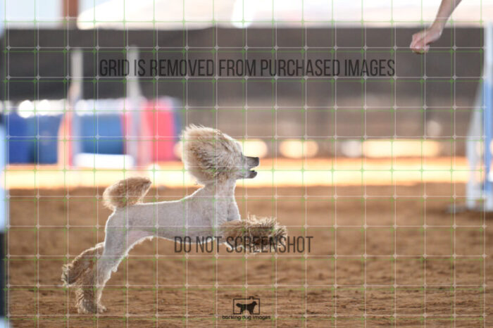 Aurora_Sloan_Friday_MastersJumpingFinal_153_AS_2118