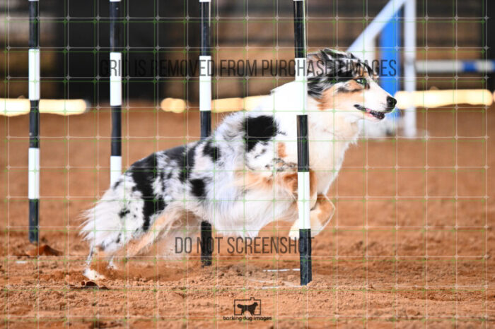 Denali_Linsinbigler_Saturday_WTAJumping_272_KG_8354