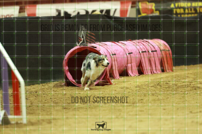 Denali_Linsinbigler_Wednesday_Speedstakes_Semi_Final_243_RR_5553