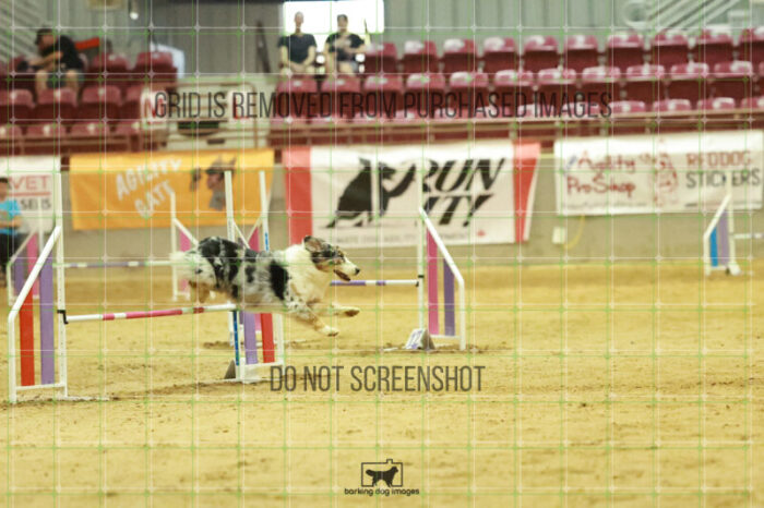 Denali_Linsinbigler_Wednesday_Speedstakes_Semi_Final_243_RR_5562