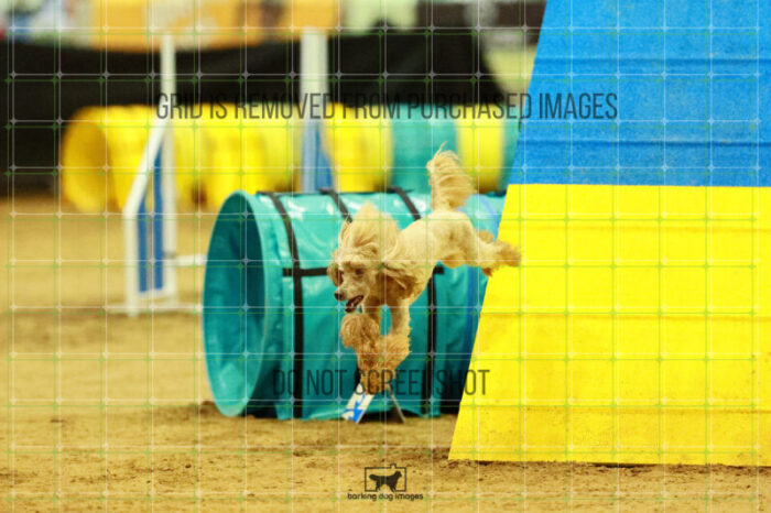 Aurora_Sloan_Ring_2_Saturday_OpenAgility_199_SH_4012