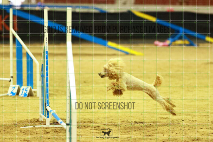 Aurora_Sloan_Ring_2_Saturday_OpenAgility_199_SH_4019
